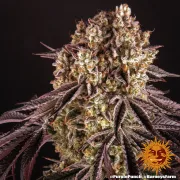 Purple Punch – Barneys Farm – Feminized