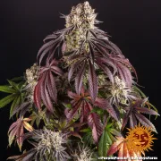 Purple Punch – Barneys Farm – Feminized