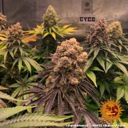 Purple Punch – Barneys Farm – Feminized