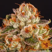Purple Punch – Barneys Farm – Feminized