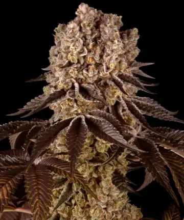 Purple Punch – Barneys Farm – feminized