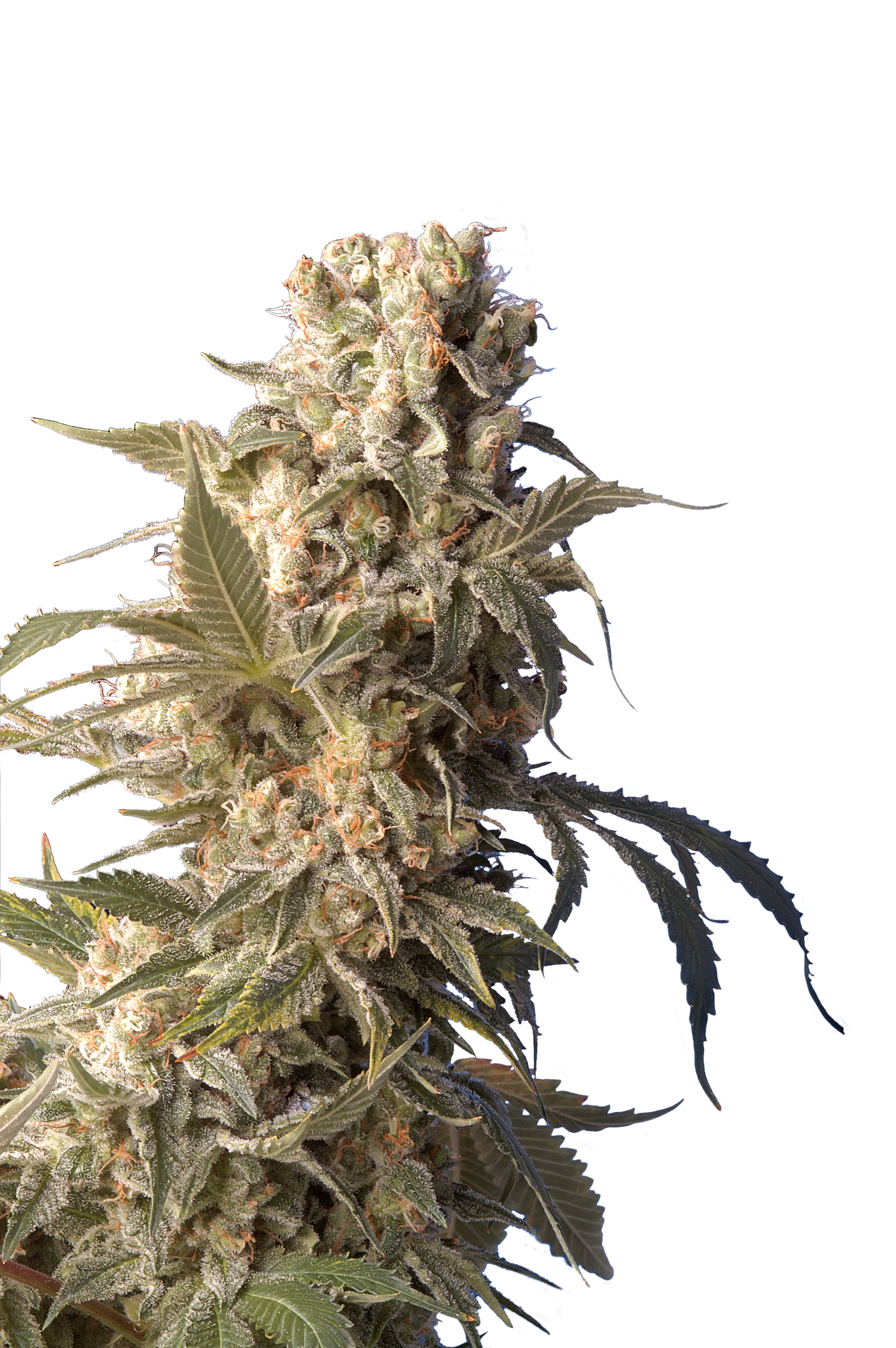 AK47 – Serious Seeds – Regular