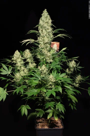 AK47 – Serious Seeds – Regular – Gallery 1