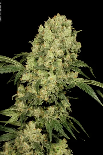 AK47 – Serious Seeds – Regular – Gallery 2
