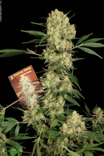 AK47 – Serious Seeds – Feminized – Gallery 1
