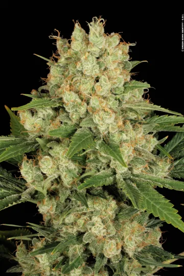 AK47 – Serious Seeds – Feminized – Gallery 2