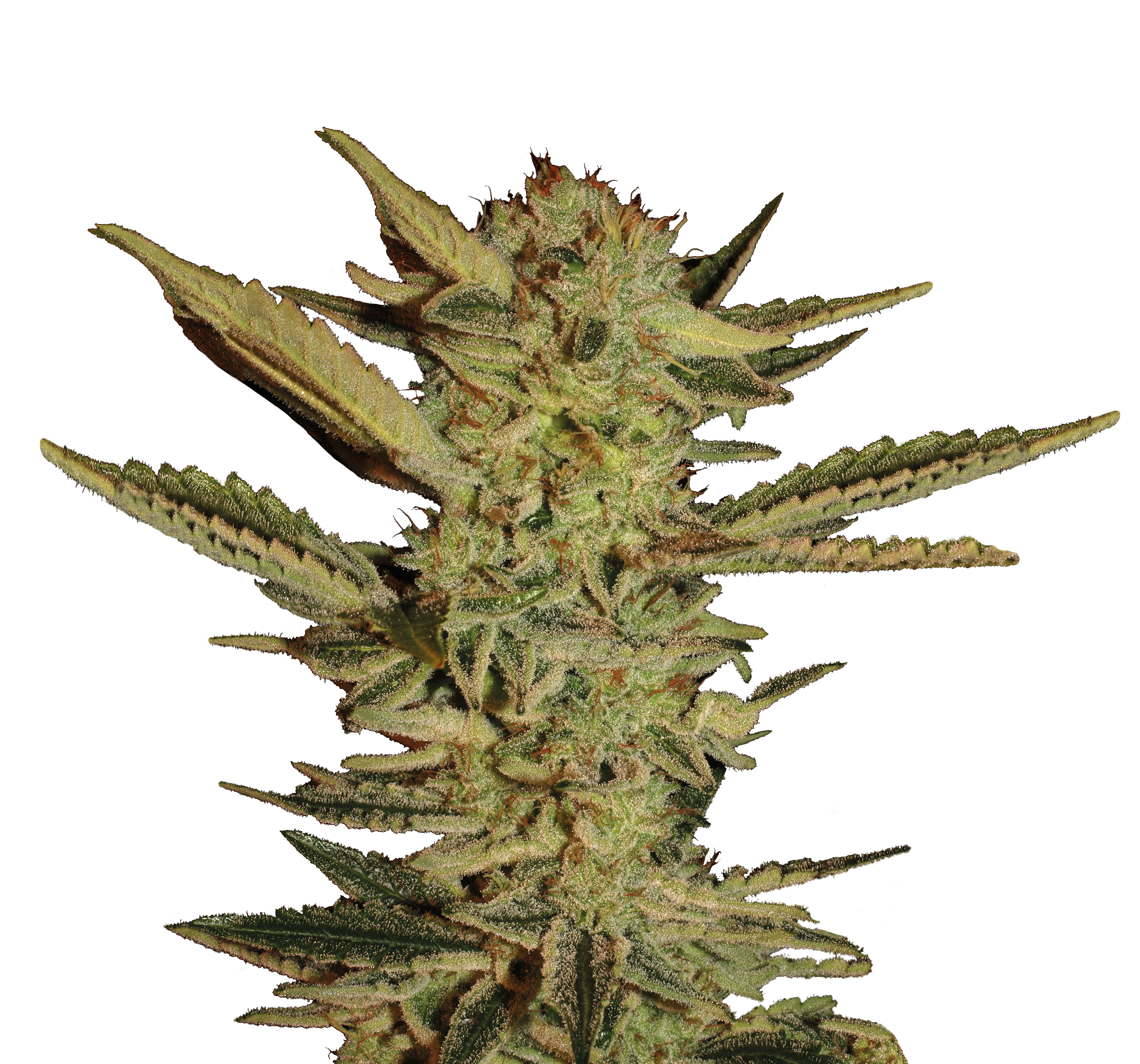 Bubble Gum – Serious Seeds – Regular