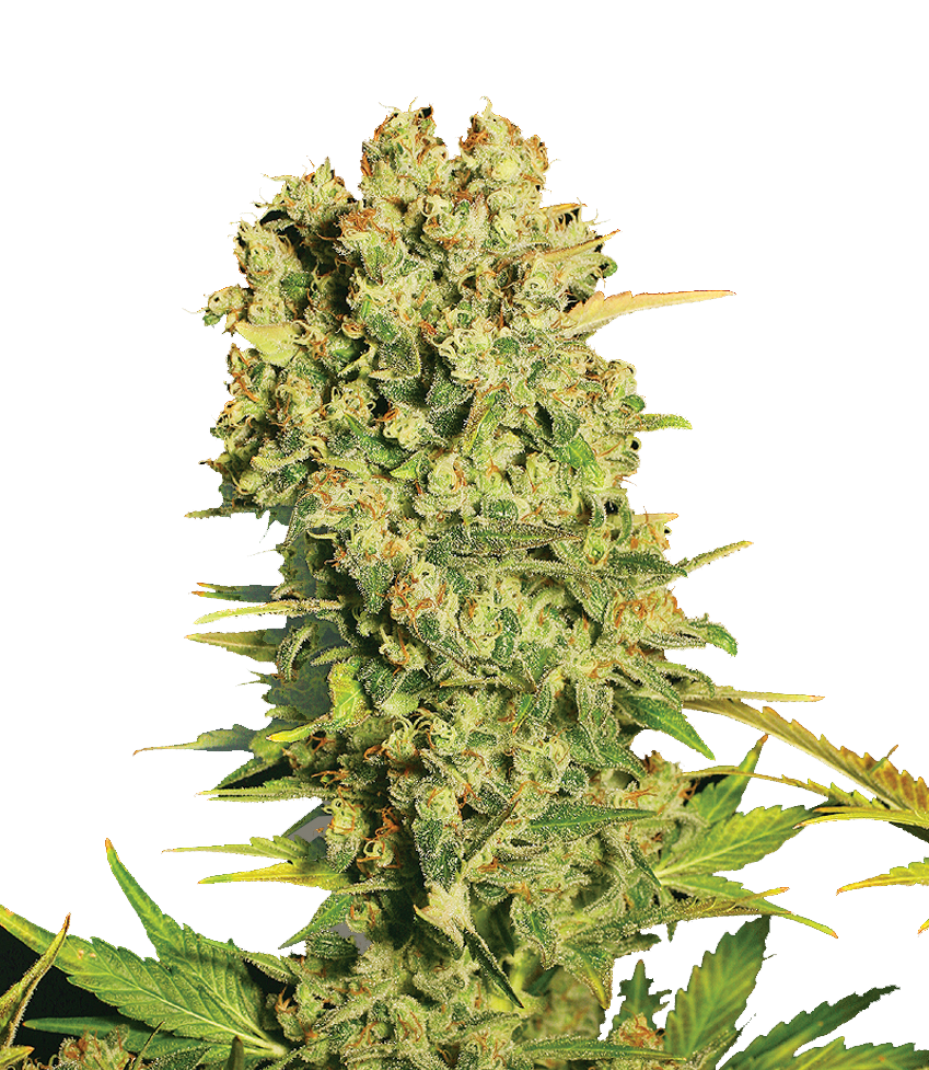 Chronic – Serious Seeds – Regular