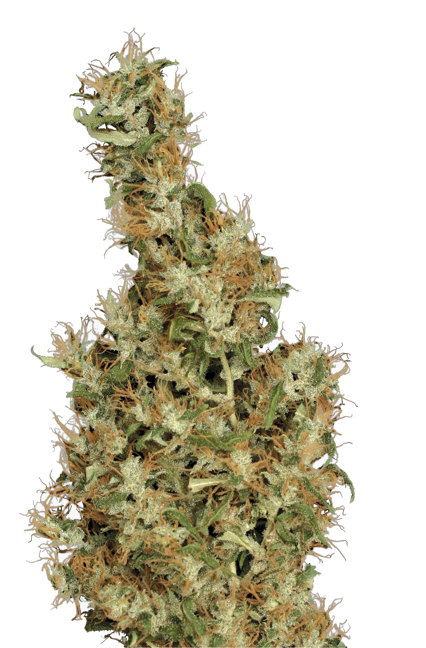 Kali Mist – Serious Seeds – Feminized