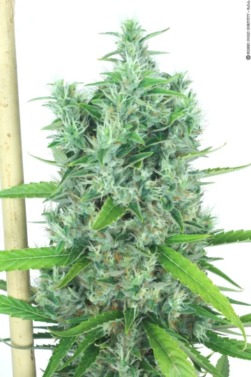 Kali Mist – Serious Seeds – Feminized – Gallery 2