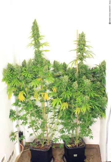 Kali Mist – Serious Seeds – Feminized – Gallery 1