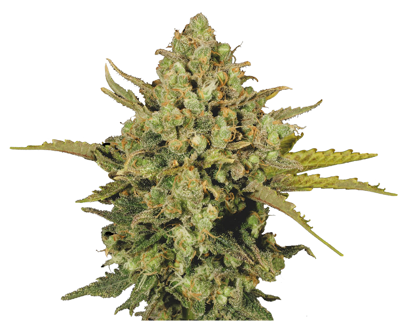 Warlock – Serious Seeds – Regular