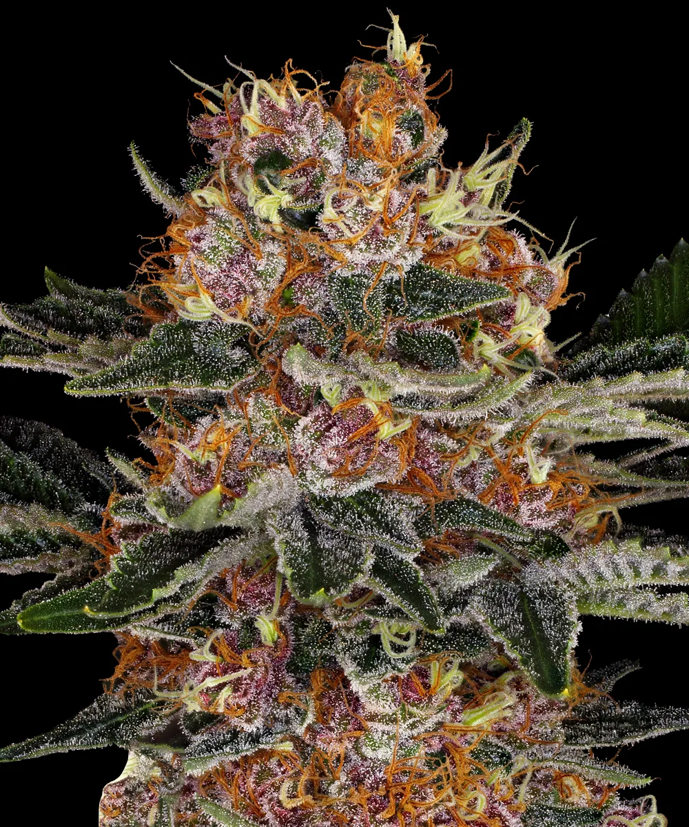 Purple Punch Auto – Barneys Farm – Autoflowering