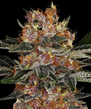 Purple Punch Auto – Barneys Farm – Autoflowering
