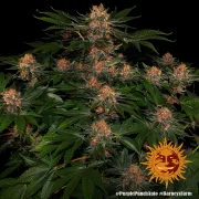 Purple Punch Auto – Barneys Farm – Autoflowering