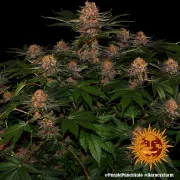 Purple Punch Auto – Barneys Farm – Autoflowering
