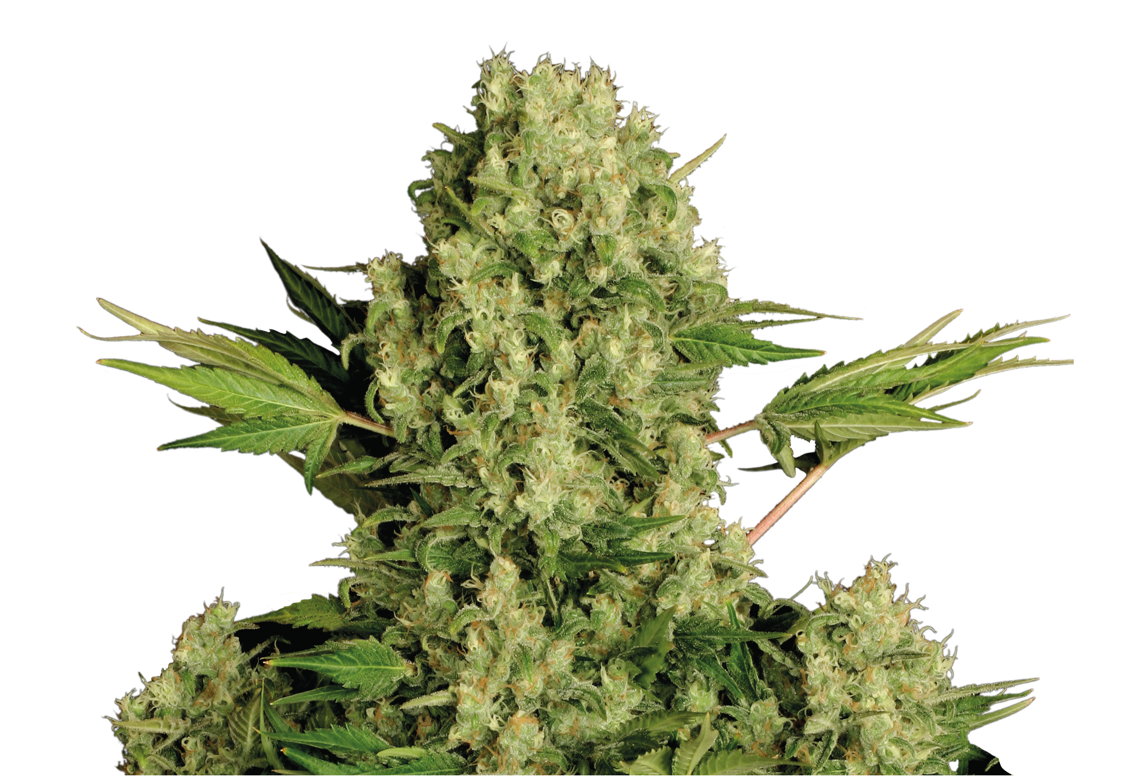 White Russian – Serious Seeds – Regular