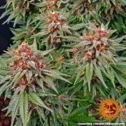 Runtz Auto – Barneys Farm – Autoflowering