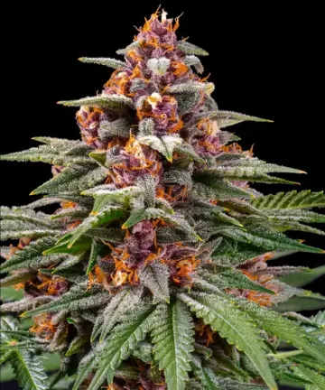 Runtz Auto – Barneys Farm – autoflowering
