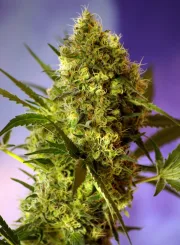 Big Devil #2 – Sweet Seeds – Autoflowering