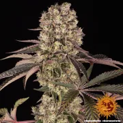 Runtz Muffin – Barneys Farm – Feminized