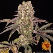 Runtz Muffin – Barneys Farm – Feminized
