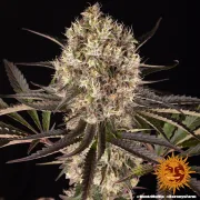 Runtz Muffin – Barneys Farm – Feminized