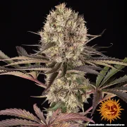Runtz Muffin – Barneys Farm – Feminized