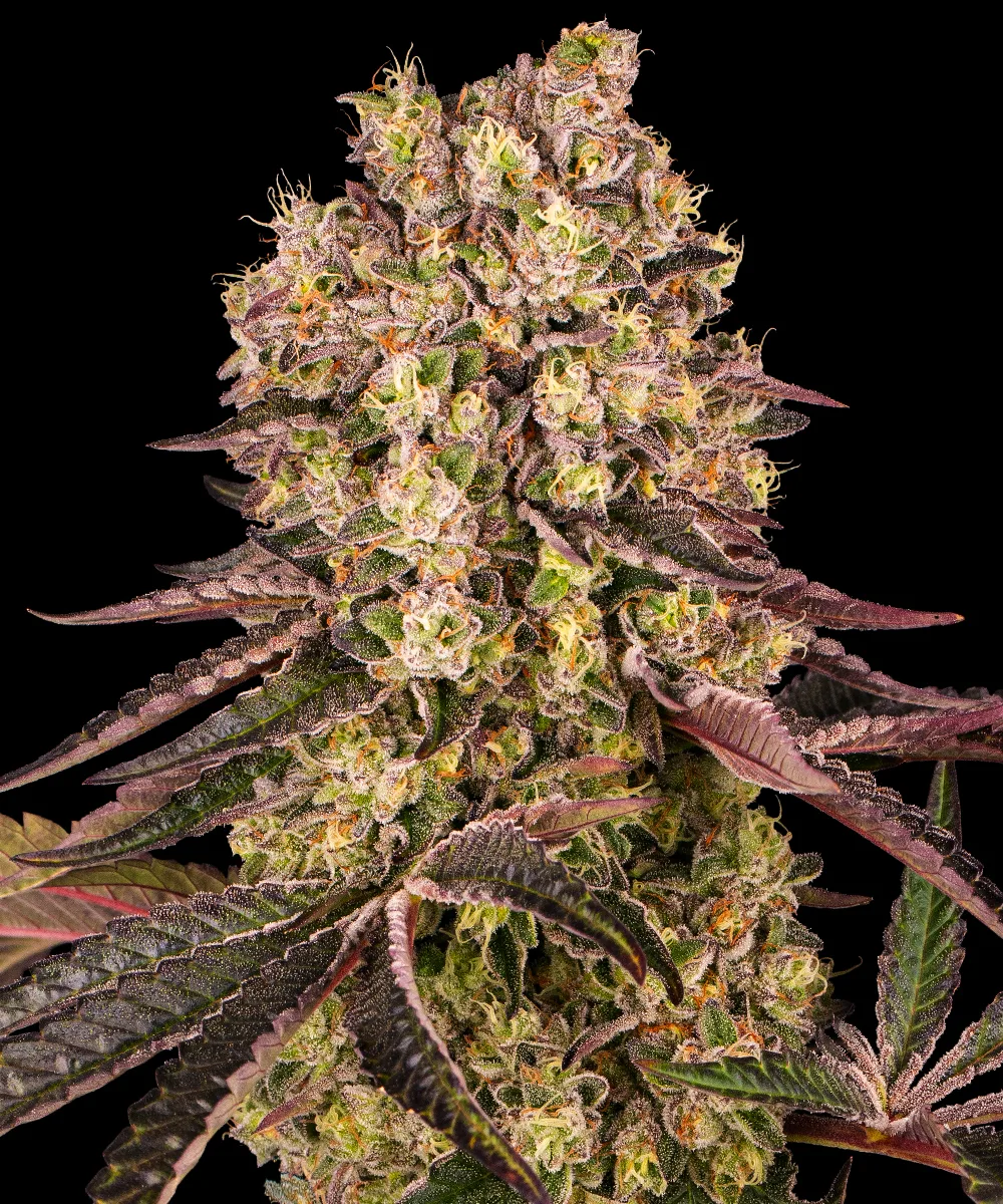 Runtz Muffin – Barneys Farm – Feminized