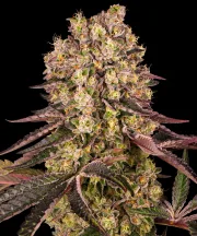 Runtz Muffin – Barneys Farm – Feminized