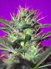 Botafumeiros – Sweet Seeds – Feminized