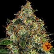 Shiskaberry – Barneys Farm – Feminized