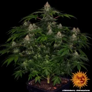 Shiskaberry – Barneys Farm – Feminized