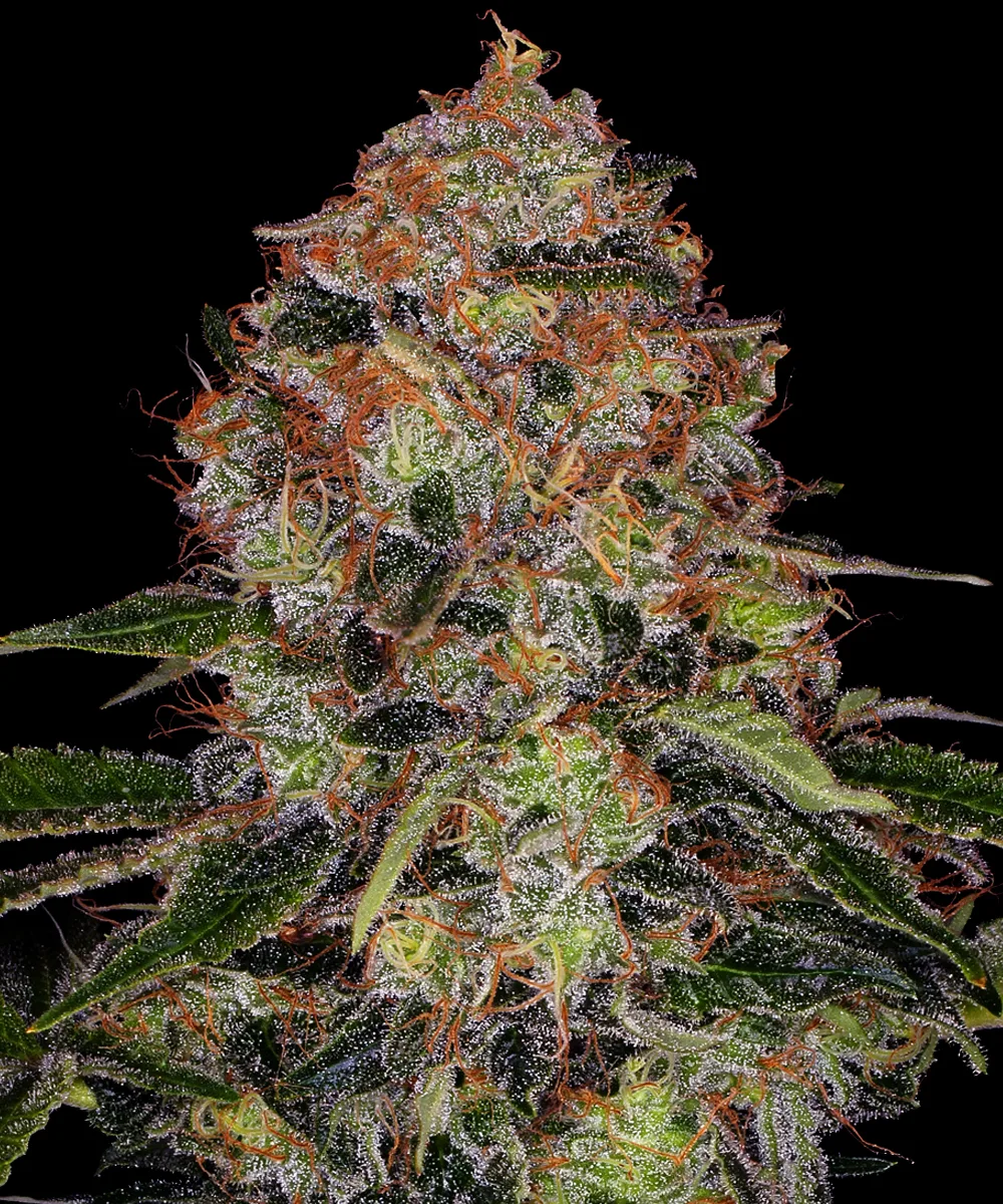 Shiskaberry – Barneys Farm – Feminized