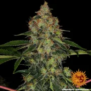 Shiskaberry – Barneys Farm – Feminized