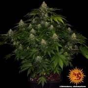 Shiskaberry – Barneys Farm – Feminized