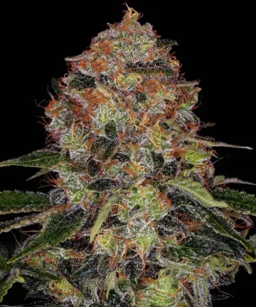 Shiskaberry – Barneys Farm – feminized