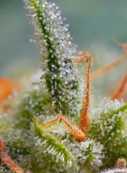 Crystal Candy Auto – Sweet Seeds – Autoflowering