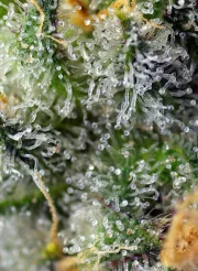 Indigo Berry Kush – Sweet Seeds – Feminized