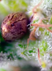 Killer Kush Auto
