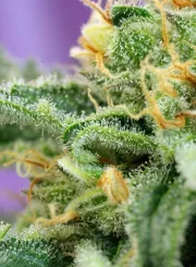 Killer Kush Auto