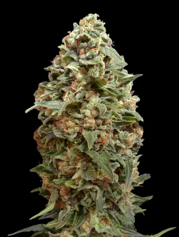 Afghan Skunk – Advanced Seeds – feminized