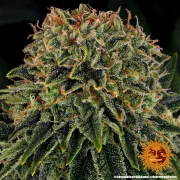 Skywalker OG Auto – Barneys Farm – Autoflowering