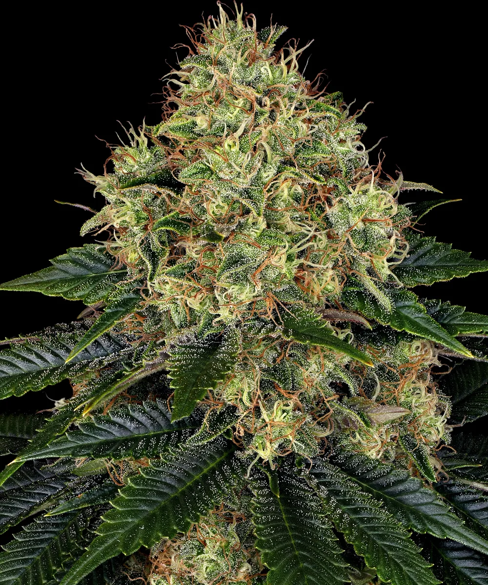 Skywalker OG Auto – Barneys Farm – Autoflowering