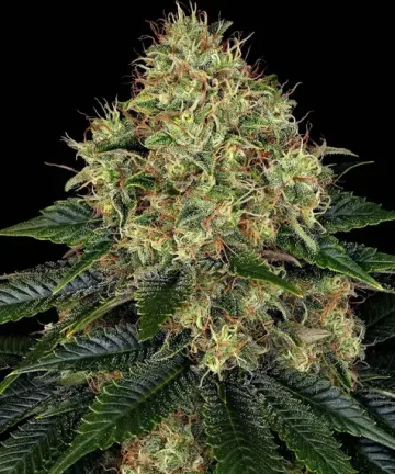 Skywalker OG Auto – Barneys Farm – autoflowering