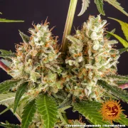 Strawberry Lemonade – Barneys Farm – Feminized