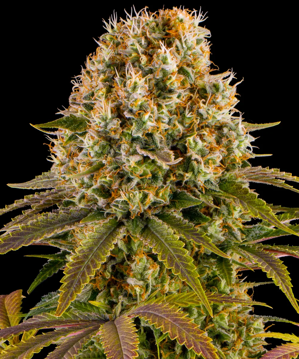 Strawberry Lemonade – Barneys Farm – Feminized