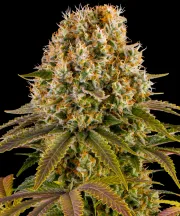 Strawberry Lemonade – Barneys Farm – Feminized