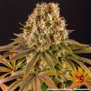 Strawberry Lemonade – Barneys Farm – Feminized