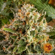 Strawberry Lemonade – Barneys Farm – Feminized